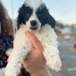 Stuffing - Parti male Poodle puppy in Greeneville, Tennessee from Smokey Mountain Sheepadoodles