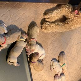 Goldendoodle Puppies from Dood Ranch Doodles