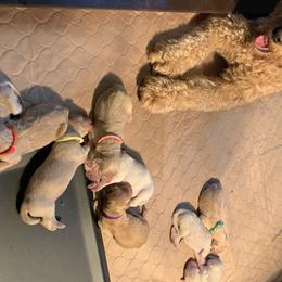 Goldendoodle Puppies from Dood Ranch Doodles