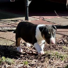 Ivy - Black tan and white female Bull Terrier puppy in Springfield, Ohio from Lynn Hill Bull Terriers