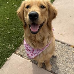 Moxie - Golden Retriever