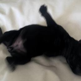Girl 1 - Black female Miniature Schnauzer puppy in Miami, Florida from AKC Puppies 2 Love
