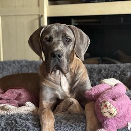 Thor - Fawn male Great Dane puppy in Sac City, Iowa from Northern Great Danes of Colorado & Iowa