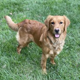 Grace - Golden Retriever