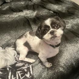 Myles - Shih Tzu