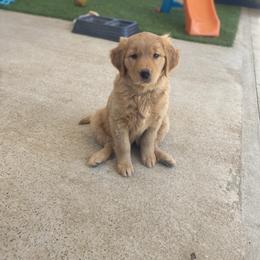 Golden Retriever Puppies from Golden Star Ranch Retrievers