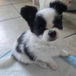 Bolt - Black and white male Chihuahua puppy in Albuquerque, New Mexico from JVJ Chihuahua