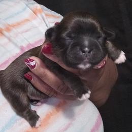 Shih Tzu Puppies from My Precious Paws – Shih Tzu