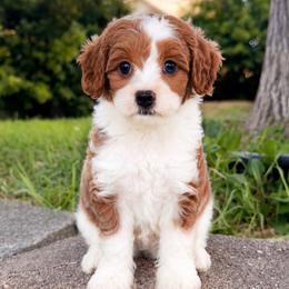 Bryce - Blenheim male Cavapoo puppy in Salt Lake City, Utah from SunnySide Mini Doodles