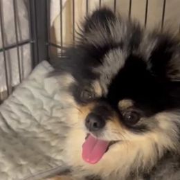 Pomeranians from Exotic_fresita_poms