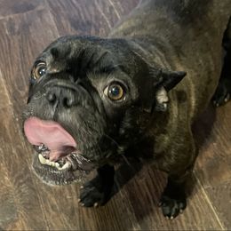 Bentley - French Bulldog