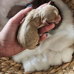 Autumn - girl 3 - Apricot female Cavapoo puppy in London, Kentucky from Blue Meadow Puppies