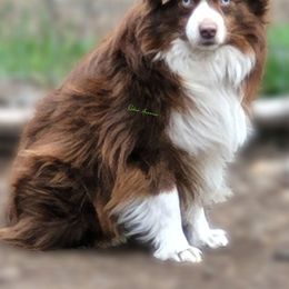 Avicii - Toy Australian Shepherd