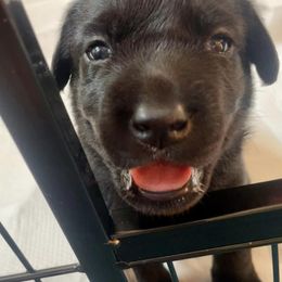 Labrador Retriever Puppies from Joy Luck Labs, LLC