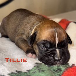 Tillie - Fawn female Boxer puppy in Cicero, New York from MK Boxer Haven of CNY
