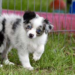 Miniature Australian Shepherd and Toy Australian Shepherd Puppies from Donna’s Toy & Mini Aussies