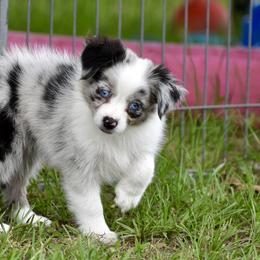 Miniature Australian Shepherd and Toy Australian Shepherd Puppies from Donna’s Toy & Mini Aussies