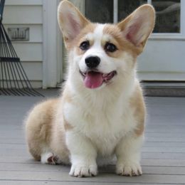 Pembroke Welsh Corgi Puppies from Signature Corgi's