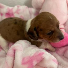 Fancy - Piebald female Dachshund puppy in Brooksville, Florida from Ween Acres