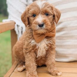 Bowie - Red  male Goldendoodle puppy in Iola, Texas from Supreme Doodles of Texas