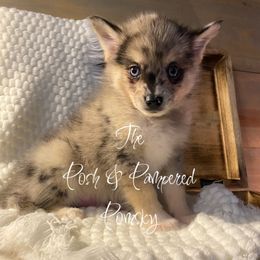 Armani - Merle male Pomsky puppy in Hugo, Oklahoma from The Posh & Pampered Pomsky