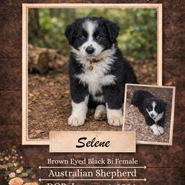 Selene - Black & white female Australian Shepherd puppy in Citra, Florida from AEW Farm