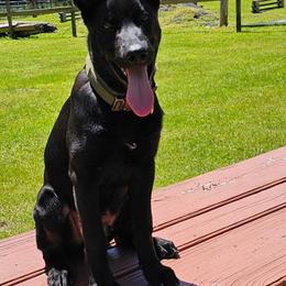 Belgian Malinois and Dutch Shepherd Puppies from Maine Working Dogs