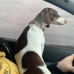Piper - Dachshund
