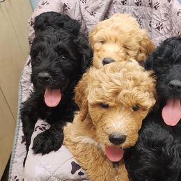 Goldendoodles from The Earl Dood(le)s