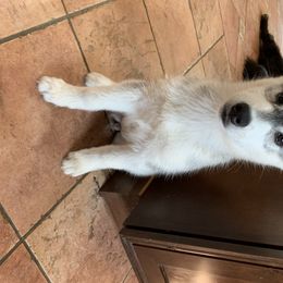 Siberian Husky Puppies from Sassenach Siberians