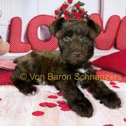Milo AKC Rare 3,600 - Liver male Miniature Schnauzer puppy in Dayton, Texas from Von Baron Schnauzers