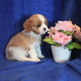 Little Princess - Blenheim female Cavalier King Charles Spaniel puppy in Mt. Ulla, North Carolina from Divine Cavaliers
