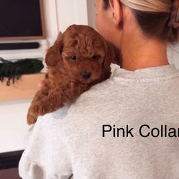 Assorted Doodle Crosses, Bordoodle, Goldendoodle, and Labradoodle Puppies from Card Family Ranch