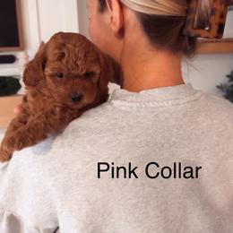 Assorted Doodle Crosses, Bordoodle, Goldendoodle, and Labradoodle Puppies from Card Family Ranch