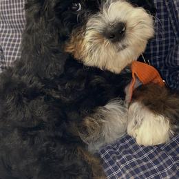 Girl 3 orange Collar Bow - Black and white female Bernedoodle puppy in Cody, Wyoming from Yellowstone Breeders