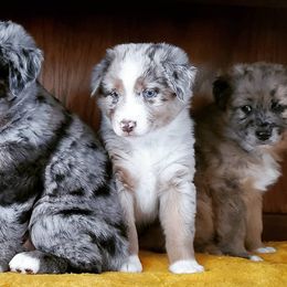 Australian Cattle Dog and Australian Shepherd Puppies from Silver Bitch Stables