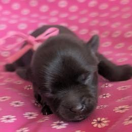 Princess Peach - Chocolate and tan female Yorkshire Terrier puppy in Dallas, Texas from JBzPawz