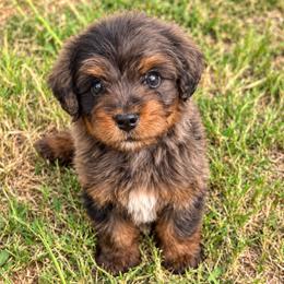 Mr. Tumnus - Brown male Bernedoodle puppy in Travelers Rest, South Carolina from Bernedoodle.do