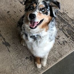 Fiona - Australian Shepherd