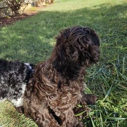 Havapoo Puppies from Derbyville Havapoos