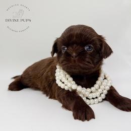Dori - Liver female Shih Tzu puppy in League City, Texas from Divine Pups