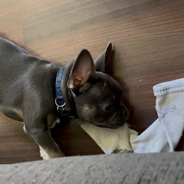 French Bulldogs from Lopez Frenchies