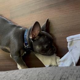 French Bulldogs from Lopez Frenchies