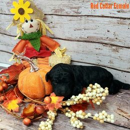 Red Collar Female - Poodle puppy in Selinsgrove, Pennsylvania from Poodle Paws and Puppies