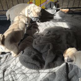 Pug All Grown Up from Wratchford Farms