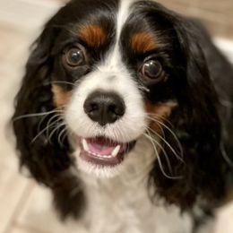 Cavalier King Charles Spaniel All Grown Up from Bunker Hill Cavaliers