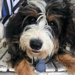 Tucker - Bernedoodle