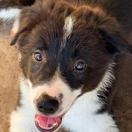Orange - Black and white male Border Collie puppy in Harlingen, Texas from KAR3 Farms