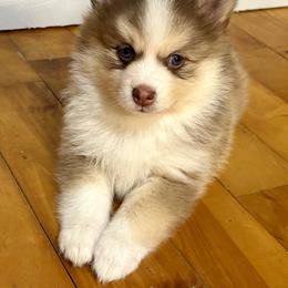 Pomsky Puppies from Finger Lakes Pomskies