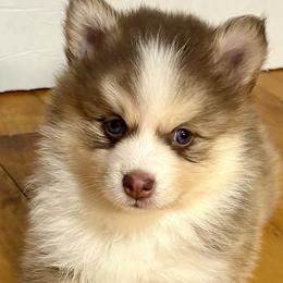 Pomsky Puppies from Finger Lakes Pomskies